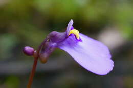 Image de Utricularia barkeri R. W. Jobson