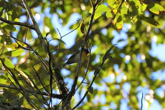 Image of Slaty-backed Flycatcher