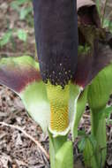 Image of Amorphophallus johnsonii N. E. Br.