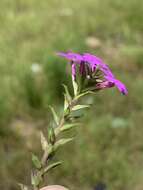 Image of Glandularia aristigera (S. Moore) Tronc.