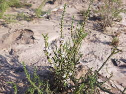 صورة Junellia seriphioides (Gillies & Hook.) Moldenke