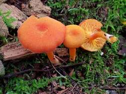 Plancia ëd Hygrocybe squamulosa (Ellis & Everh.) Arnolds 1995