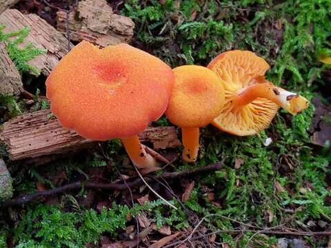 Hygrocybe squamulosa (Ellis & Everh.) Arnolds 1995 resmi