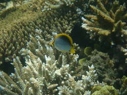 Image of Black-back Butterflyfish