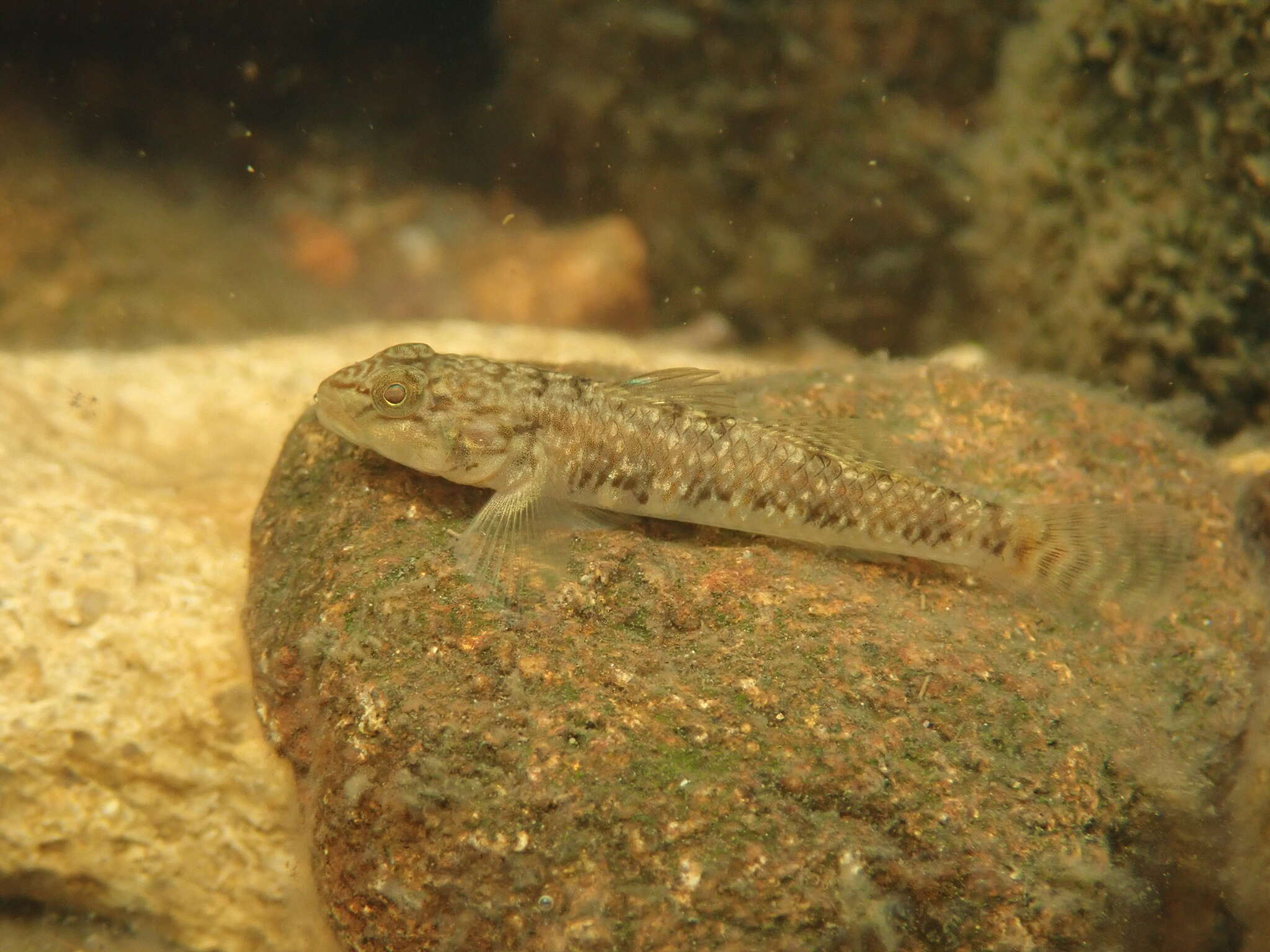 Image of Rhinogobius leavelli (Herre 1935)