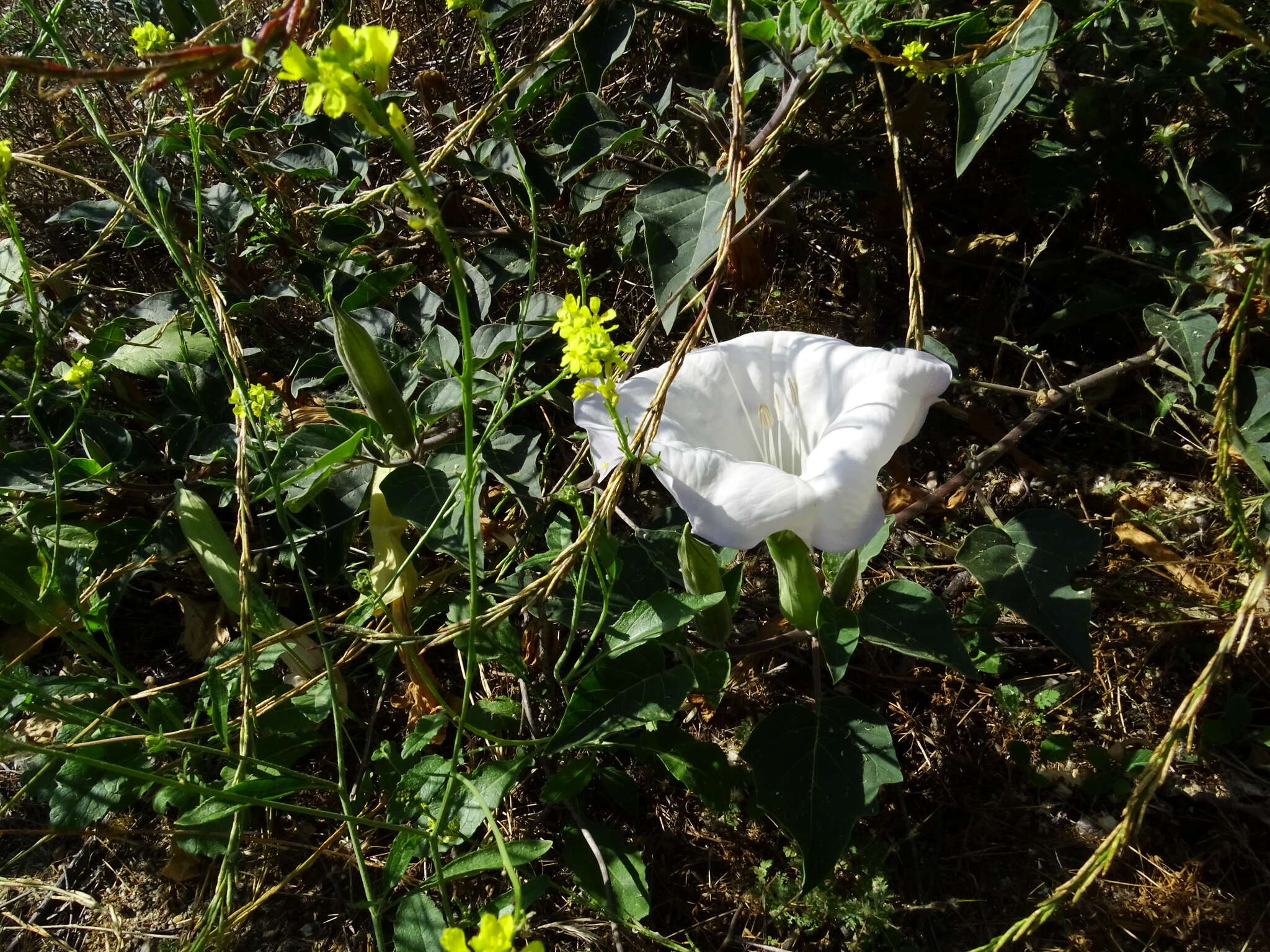 Imagem de Datura wrightii Hort. ex Regel