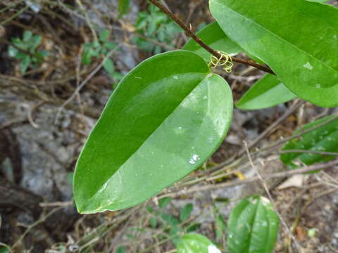 Image de Smilax spinosa Mill.