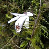 Imagem de Pleione humilis (Sm.) D. Don