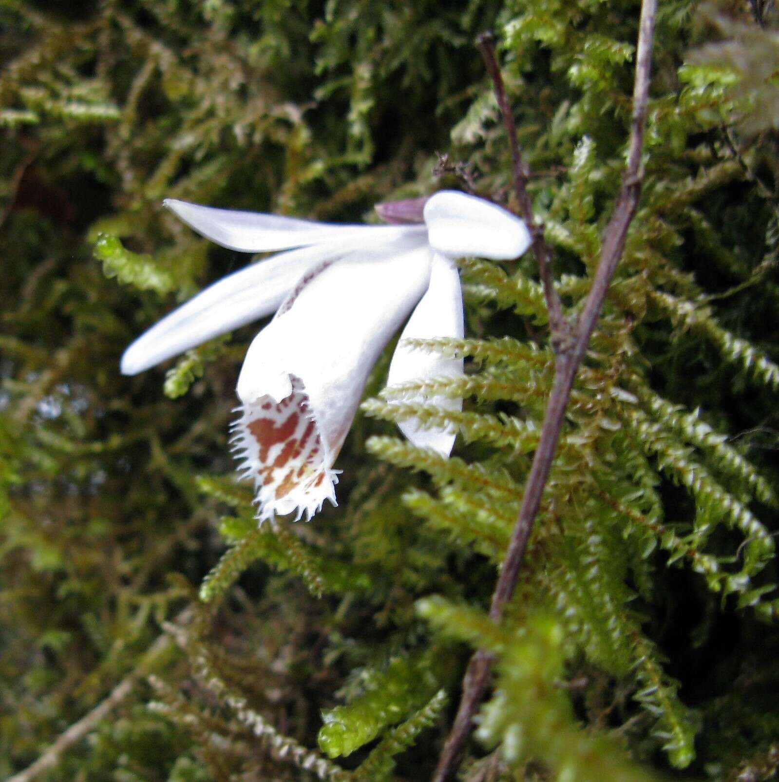 Imagem de Pleione humilis (Sm.) D. Don