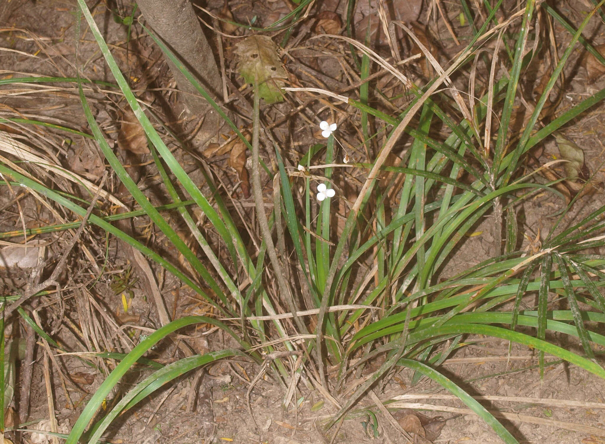 Libertia flaccidifolia Blanchon & J. S. Weaver的圖片