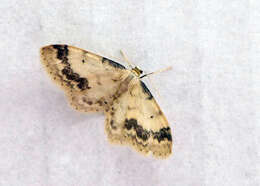 صورة Idaea trigeminata Haworth 1809