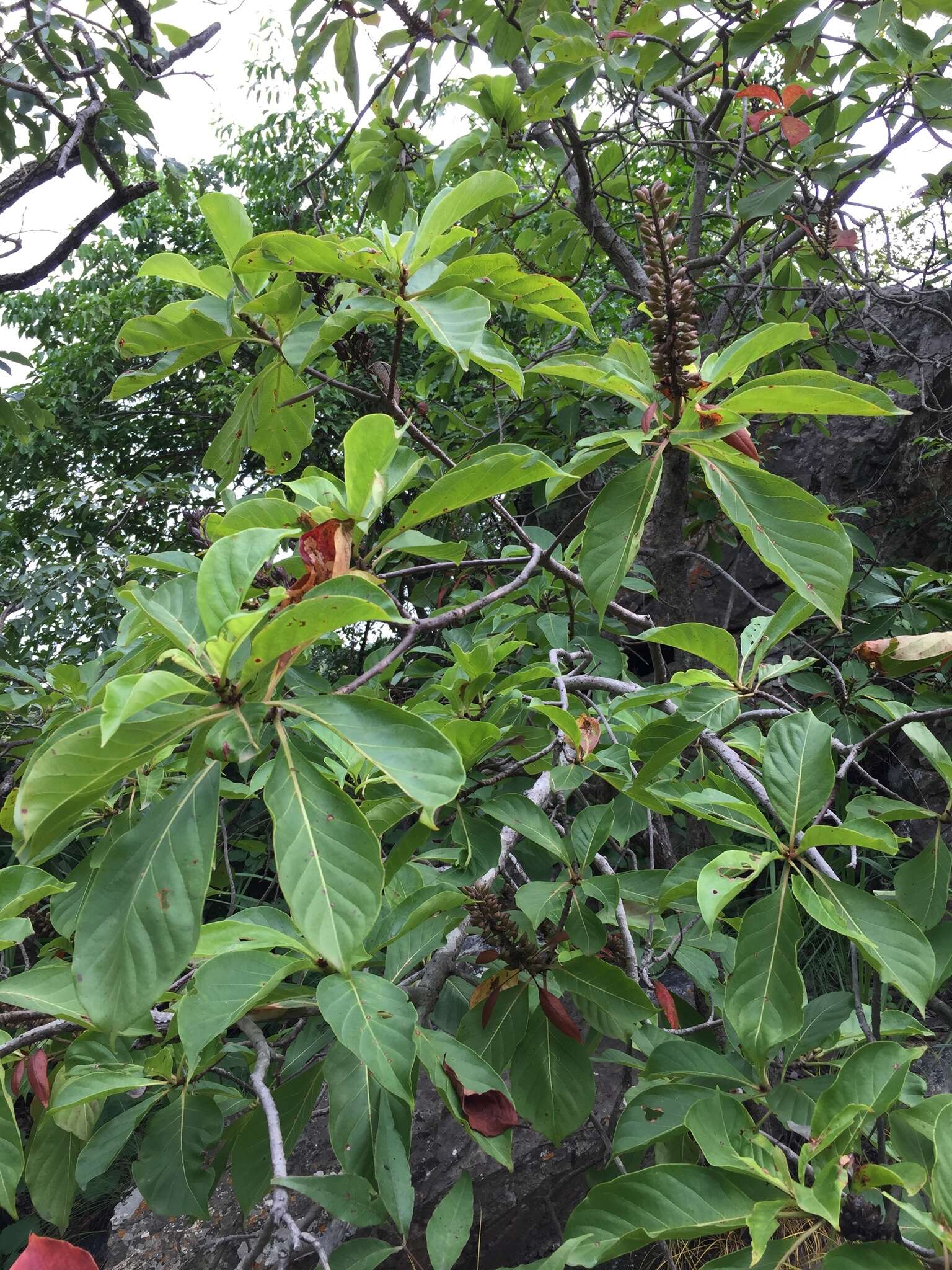 Sivun Hymenodictyon floribundum (Hochst. & Steud.) B. L. Rob. kuva