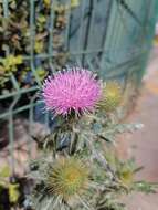 Image of Cirsium rhaphilepis (Hemsl.) Petr.