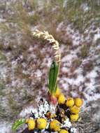 Слика од Bulbophyllum baronii Ridl.