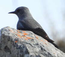 Image of Mountain Wheatear