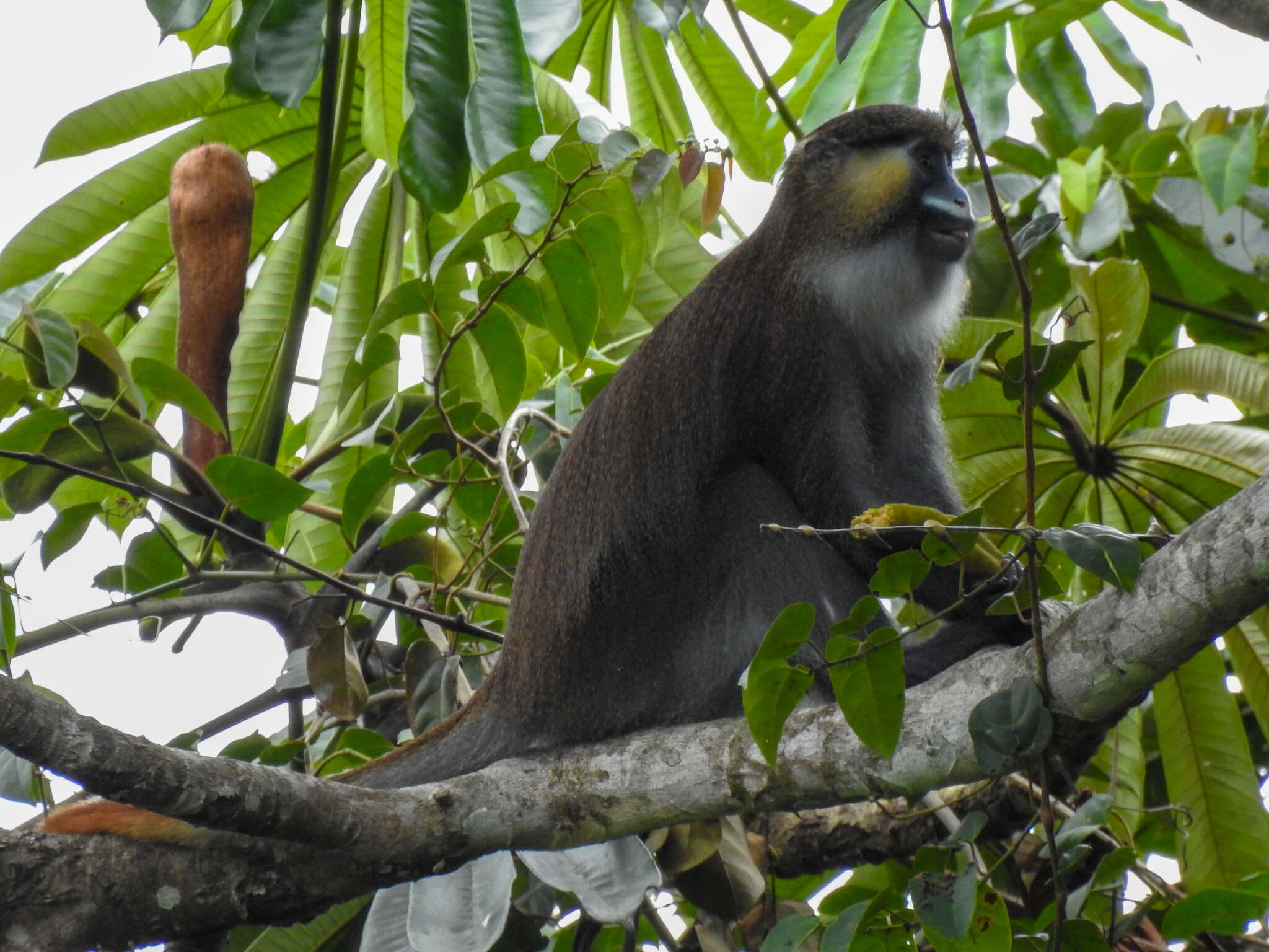 Plancia ëd Cercopithecus cephus (Linnaeus 1758)