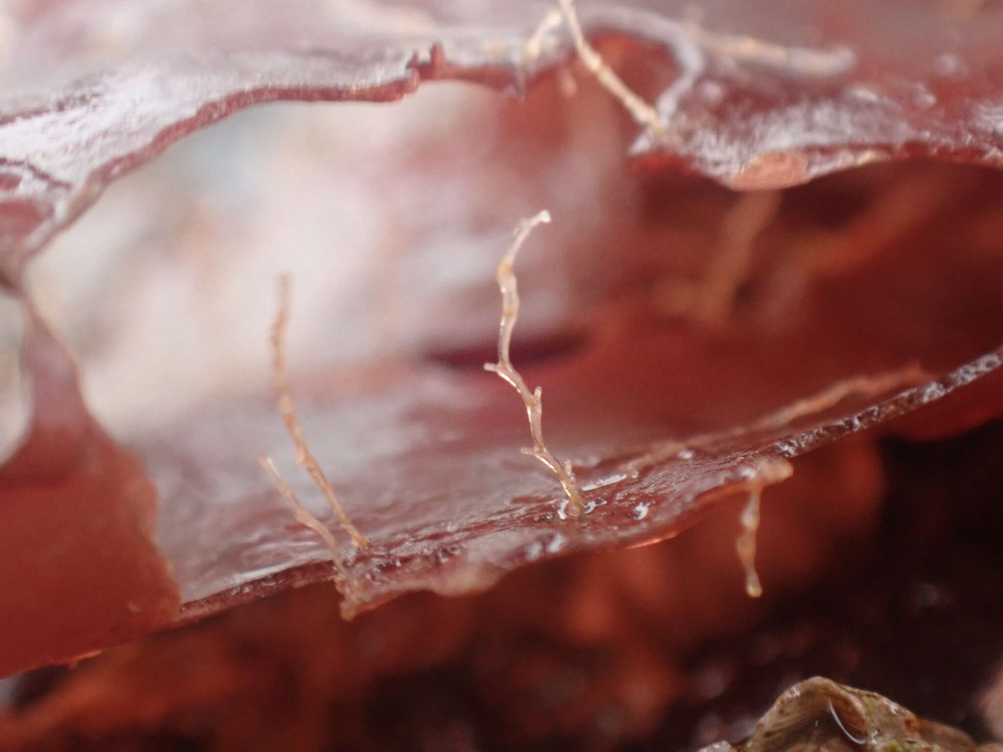 Image of bell hydroid