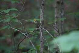 Image of Black-throated Green Warbler