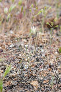 Image of Coast Range dwarf-flax