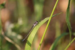 Image of Southern Damselfly