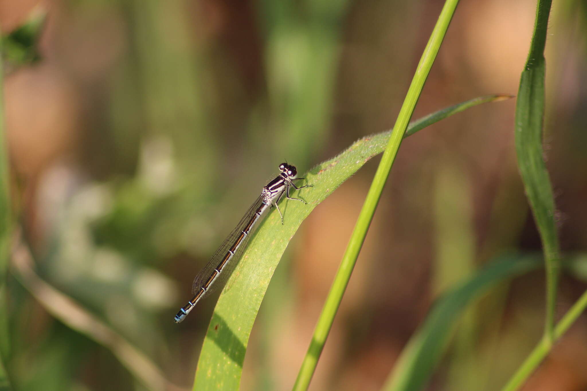 Image of Southern Damselfly