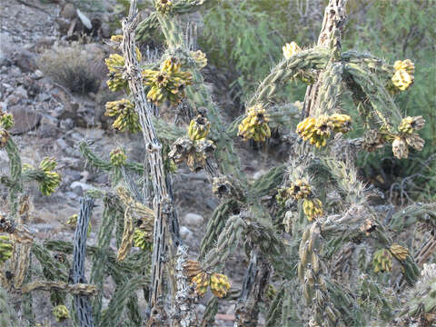 Image of tree cholla