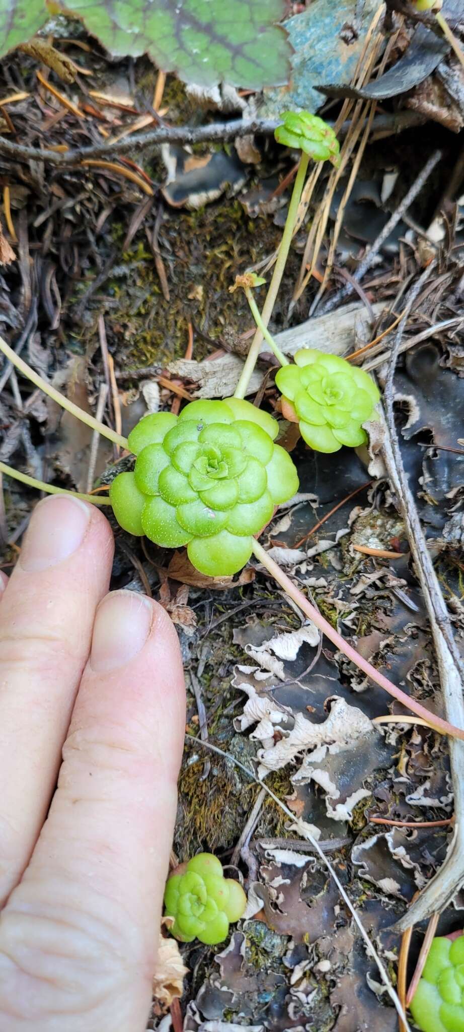 Image of Purdy's stonecrop