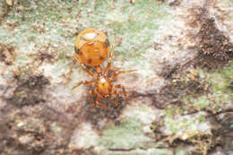 Image of Anatea formicaria Berland 1927