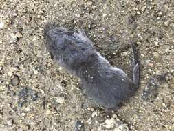 Image of Asian Lesser White-toothed Shrew