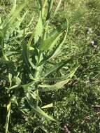 Image of marsh sow-thistle