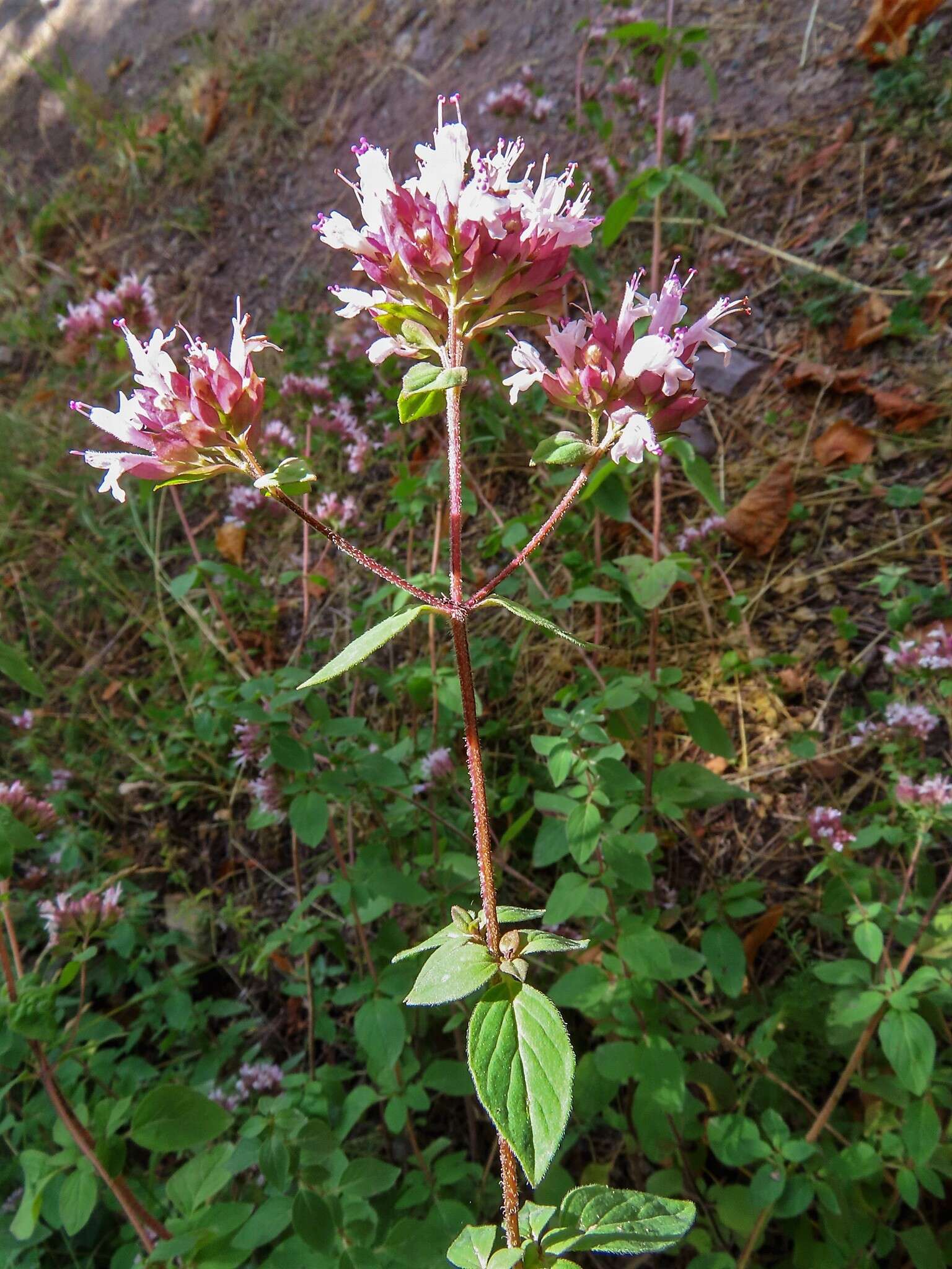 Image of Origanum vulgare subsp. vulgare