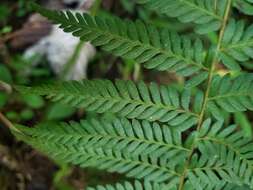 Image of Cuban Maiden Fern