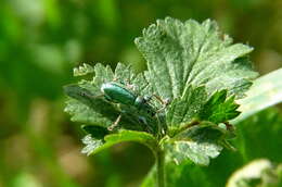 صورة Phyllobius (Phyllobius) arborator (Herbst 1797)