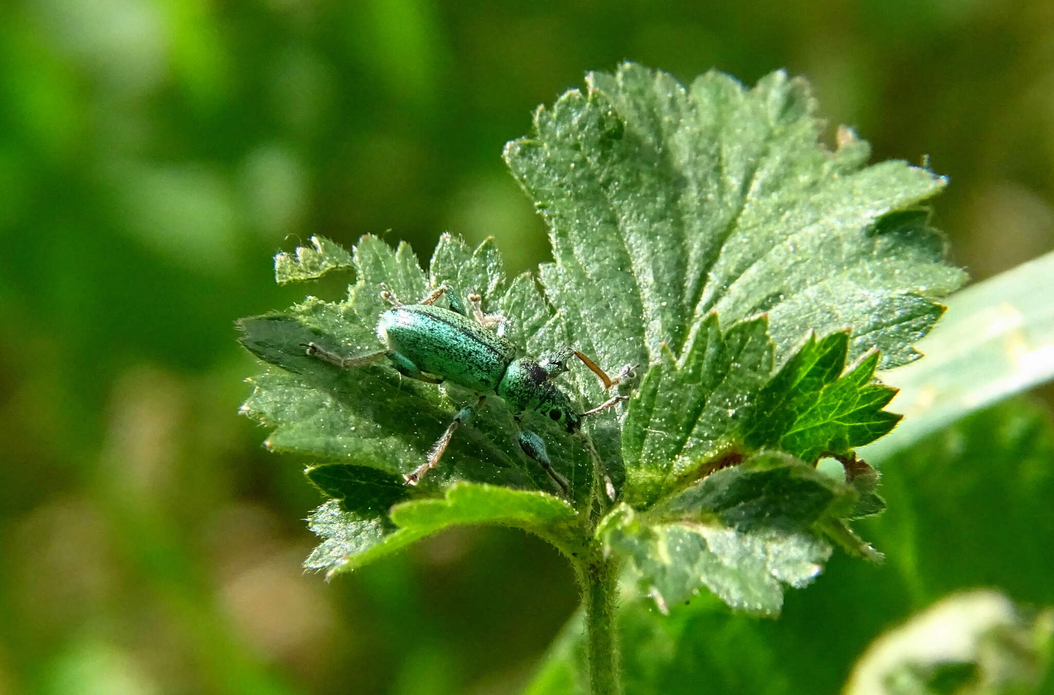 صورة Phyllobius (Phyllobius) arborator (Herbst 1797)