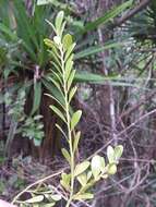 Image of Olax antsiranensis Z. S. Rogers, Malecot & Sikes