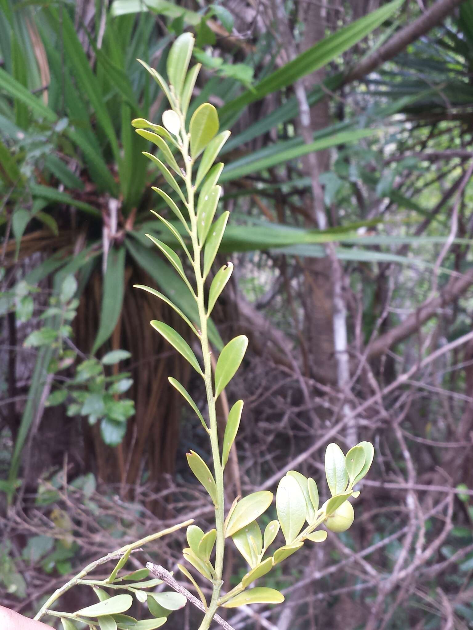 Image of Olax antsiranensis Z. S. Rogers, Malecot & Sikes