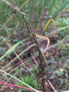 Image of slender Indiangrass