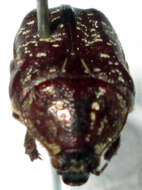 Image of Xeloma leprosa (Burmeister 1842)