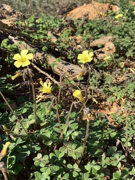 Image of Oxalis pes-caprae var. sericea (L. fil.) Salter