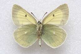 Image of Colias marcopolo Grum-Grshimailo 1888