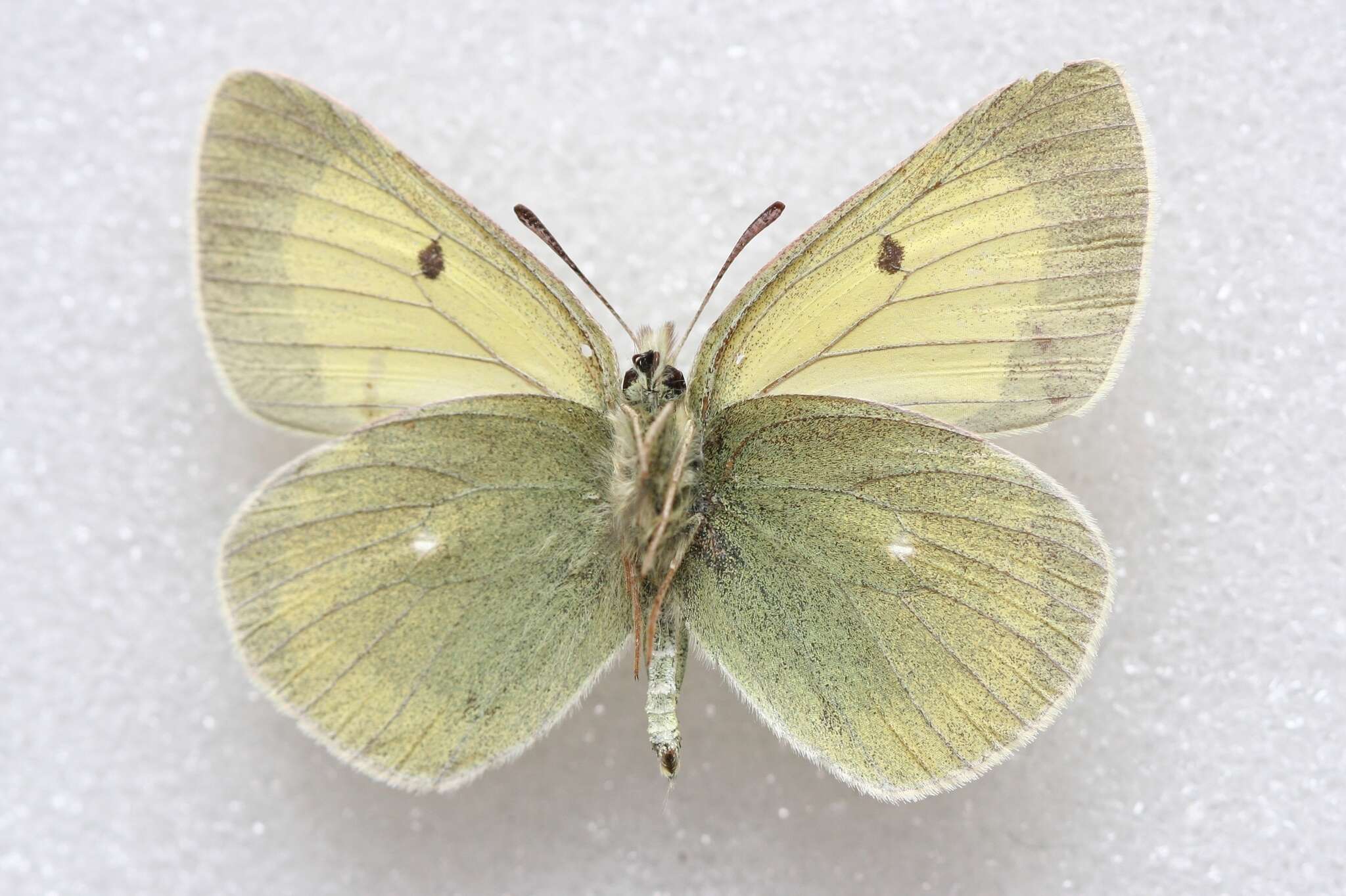 Image of Colias marcopolo Grum-Grshimailo 1888