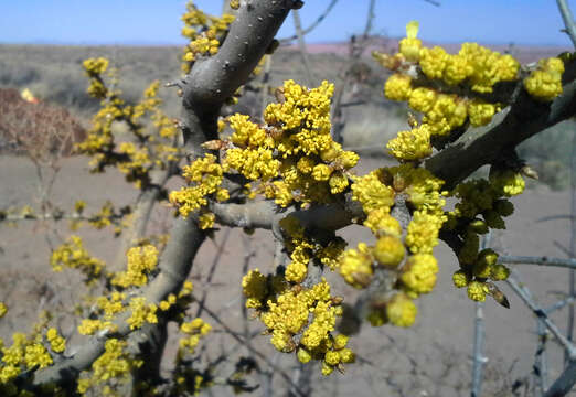 Forestiera pubescens var. pubescens resmi