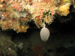 Image of guancha sponge