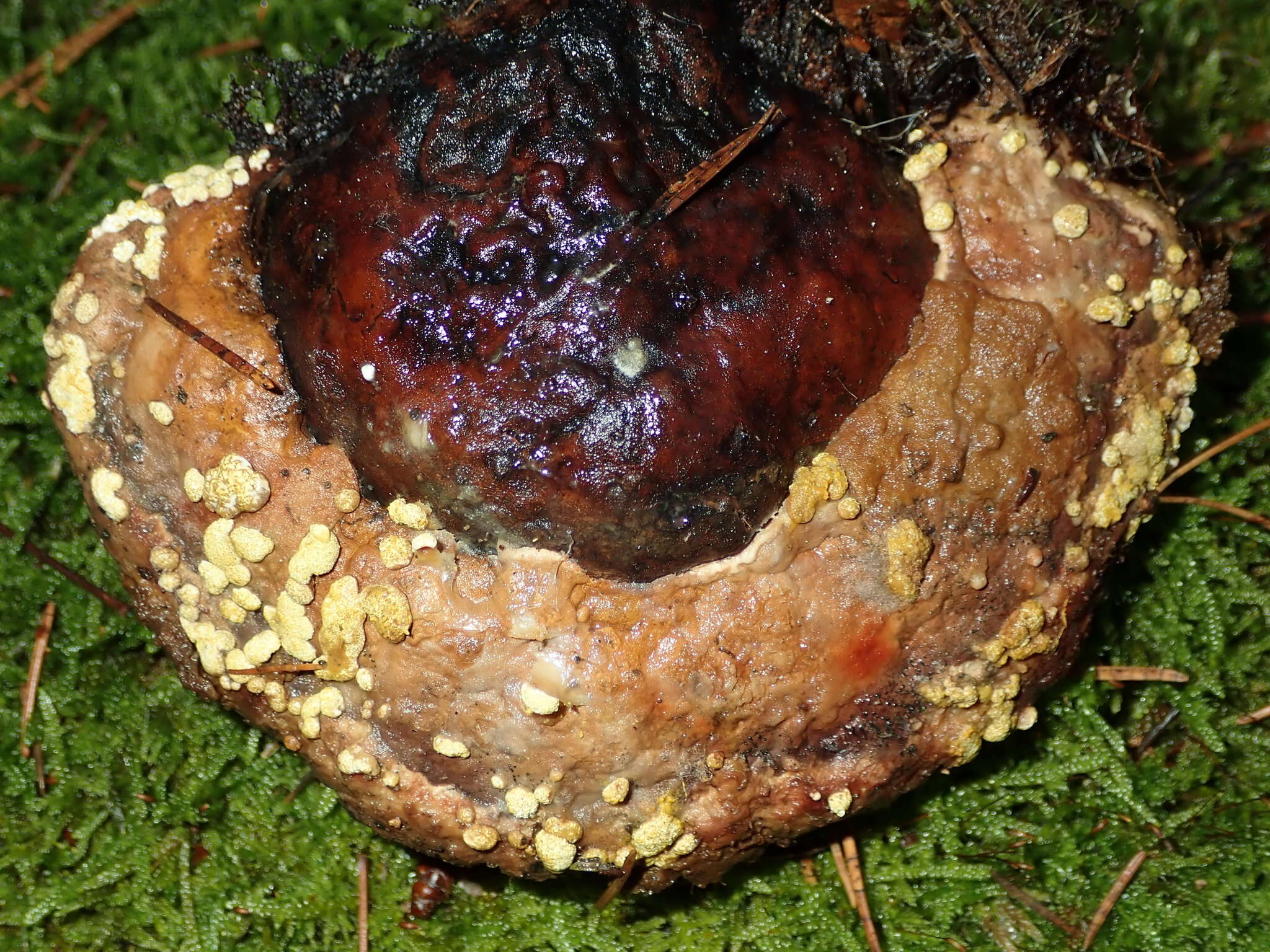 Image of Trichoderma pulvinatum (Fuckel) Jaklitsch & Voglmayr 2014