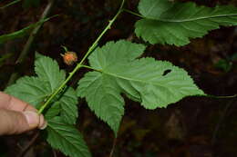 Image of Rubus glabricarpus Cheng
