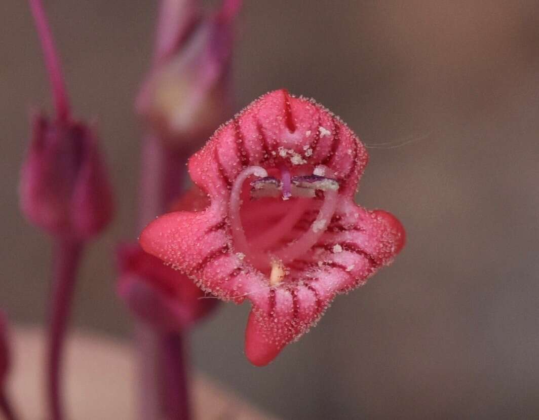 Image of Utah penstemon