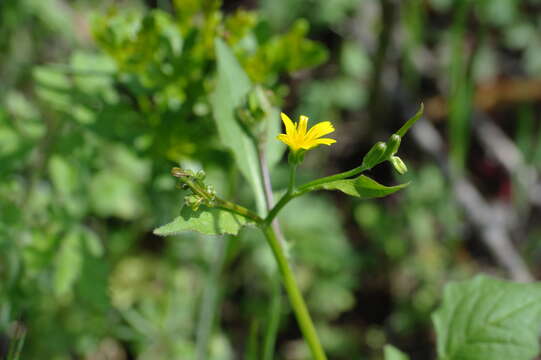 Rhagadiolus edulis Gaertn. resmi