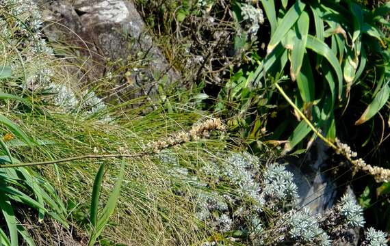 Image of Helichrysum galpinii N. E. Brown