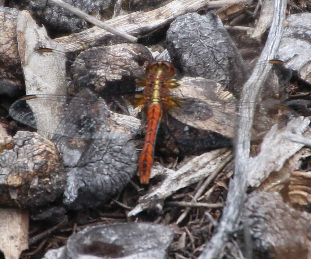 Image of Red Percher Dragonfly