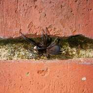 Image of Black lace-weaver